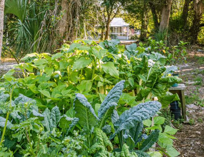Tips for Vegetable Plants That Grow in Shade